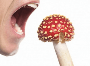 Ботулизм в грибах — признаки, методы лечения и профилактика