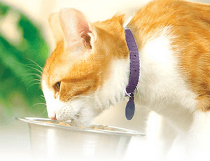 Чем кормить кошку (котенка) после отравления