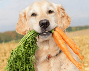 Чем необходимо кормить собаку в случае отравления