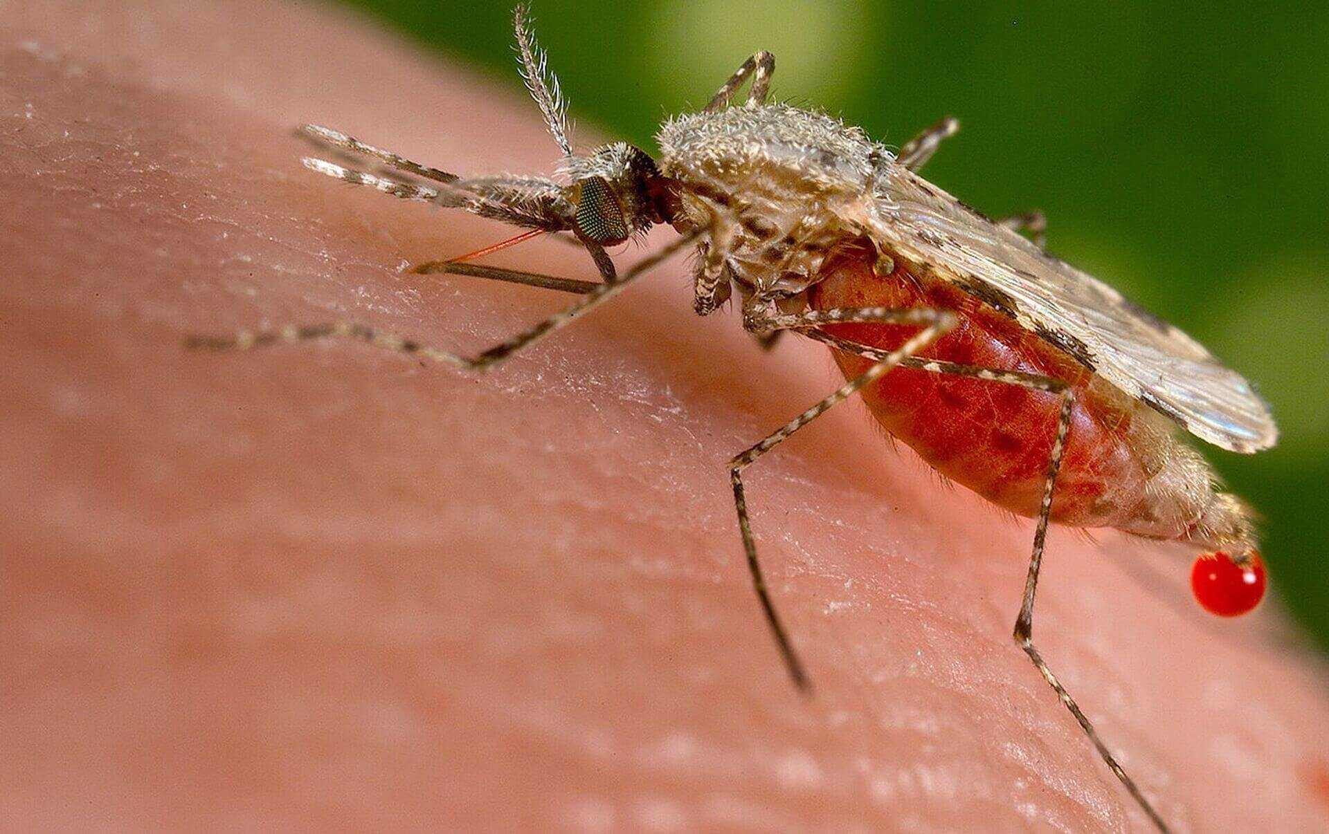 Что делать если укусил малярийный комар