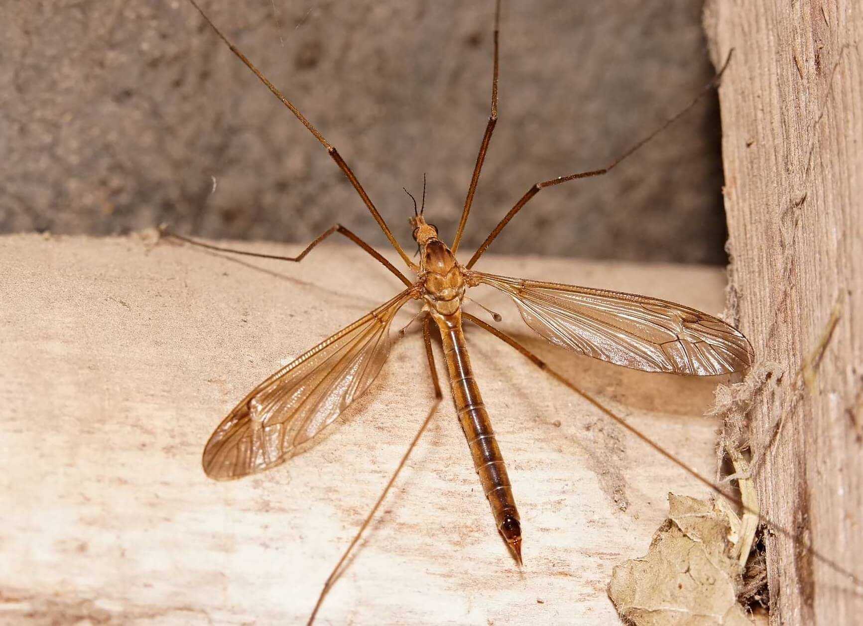 Что делать если укусил малярийный комар