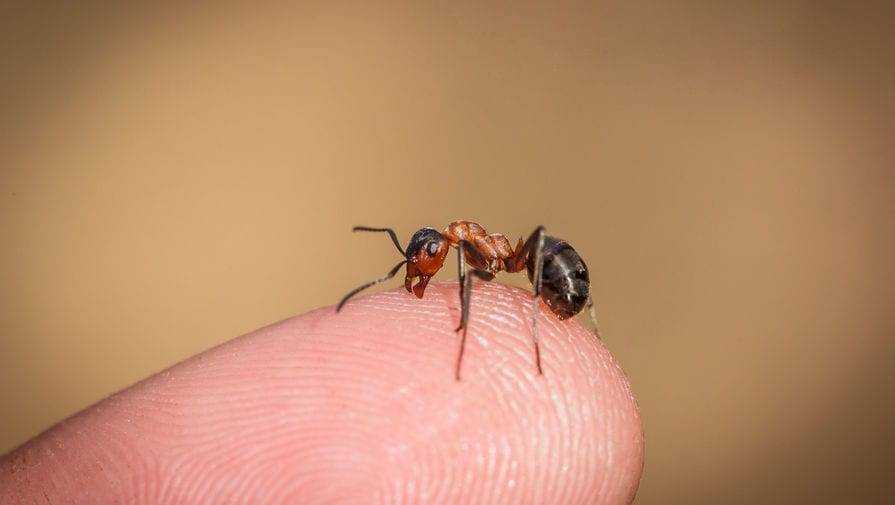 Что делать если укусил муравей — симптомы, последствия и методы лечения