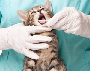 Что делать при отравлении кошки крысиным ядом — методы лечения