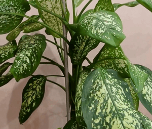 Цветок диффенбахия — ядовитый или нет