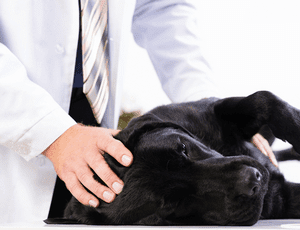 Как проявляется сальмонеллез у собак — первые симптомы и методы лечения