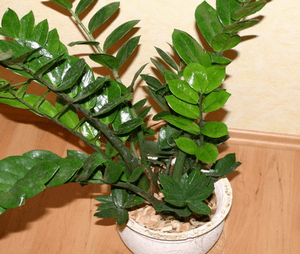 Комнатное растение замиокулькас ядовитый или нет для человека и животного?