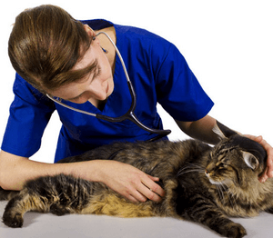 Методы лечения гастроэнтерита и коронавирусной инфекции у кошек