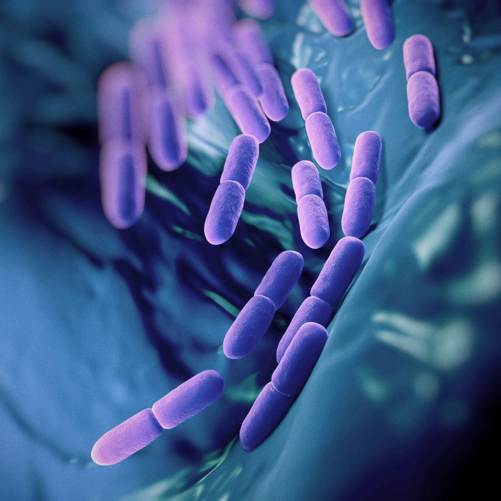 Микробиота после антибиотиков: как восстановить здоровье кишечника