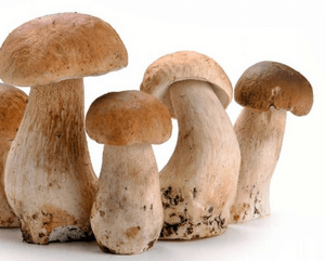 Можно ли отравиться белыми грибами — симптомы и лечение