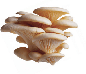 Можно ли отравиться грибами вешенками: симптомы и последствия