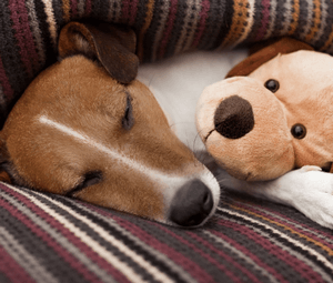 Отравление изониазидом собаки — неотложная помощь, симптомы и методы лечения
