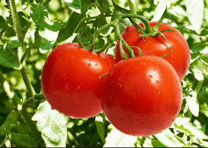 Отравление помидорами: консервированными, солеными, зелеными