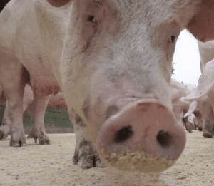 Отравление свиней — крысиным ядом, поваренной солью, горчаком, ядохимикатами и белком