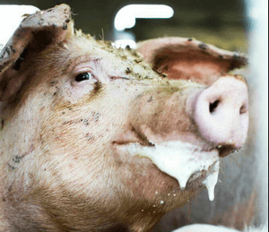 Отравление свиней — крысиным ядом, поваренной солью, горчаком, ядохимикатами и белком