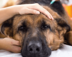 Отравление тубазидом собак и людей — симптомы и последствия