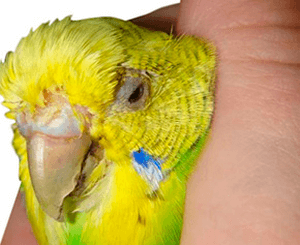 Попугай отравился: первая помощь и лечение, симптомы и последствия