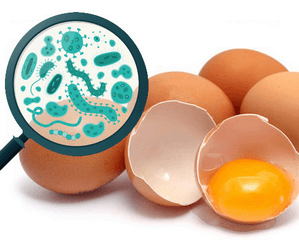 Сальмонеллез в перепелиных и куриных яйцах — как распознать