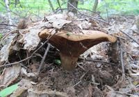 Сколько варить грибы поддубники (синяки)