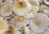 Сколько варить грибы синявки