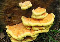 Сколько варить грибы трутовики