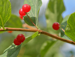 Волчьи ягоды — интоксикация у детей и взрослых
