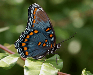 Ядовитые бабочки и их воздействие на человека — наиболее опасные