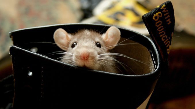 如果倉鼠從籠子裡逃出來，如何在公寓裡找到它