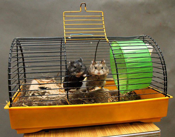 Jinsi ya kupata hamster katika ghorofa ikiwa imetoroka kutoka kwenye ngome yake