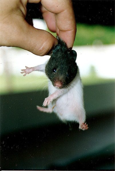 Kaip bute rasti žiurkėną, jei jis pabėgo iš narvo